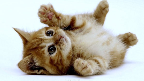 Detail Cute Kitten Pictures Nomer 37