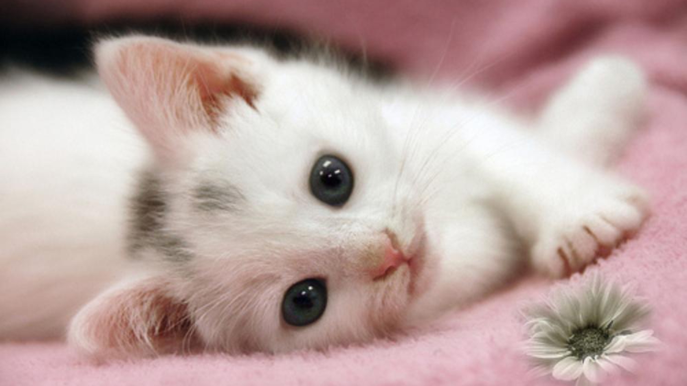 Detail Cute Kitten Wallpaper Nomer 14