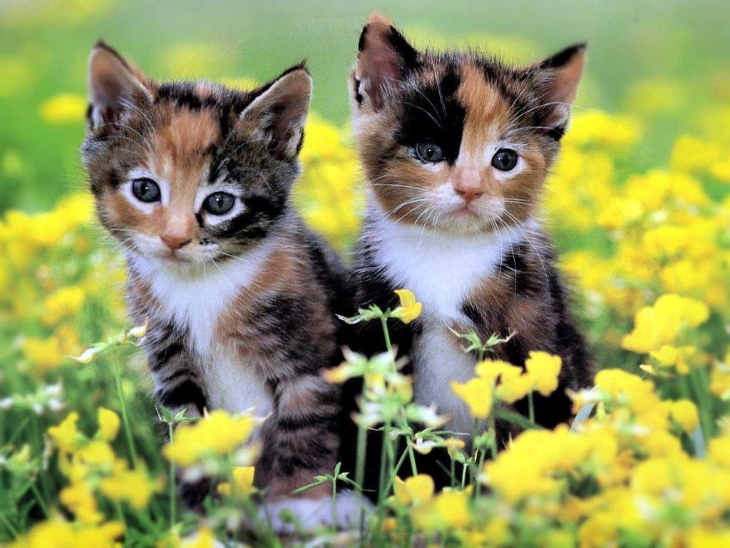 Detail Cute Kitten Wallpaper Nomer 15