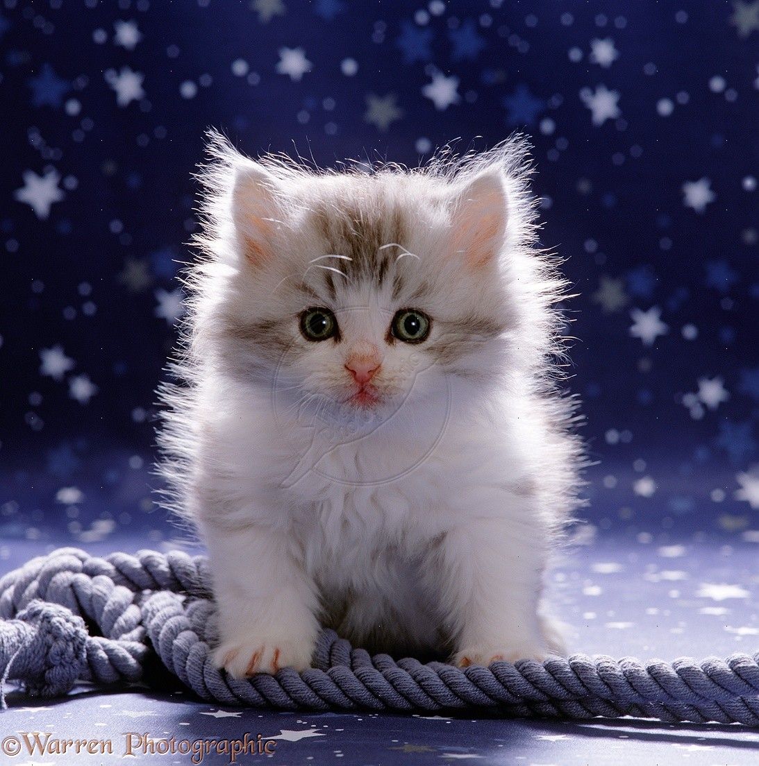 Detail Cute Kitten Wallpaper Nomer 17