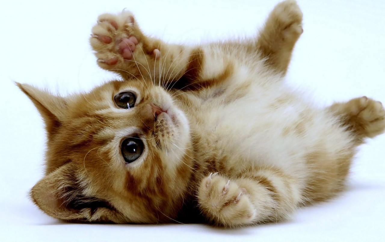 Detail Cute Kitten Wallpaper Nomer 18