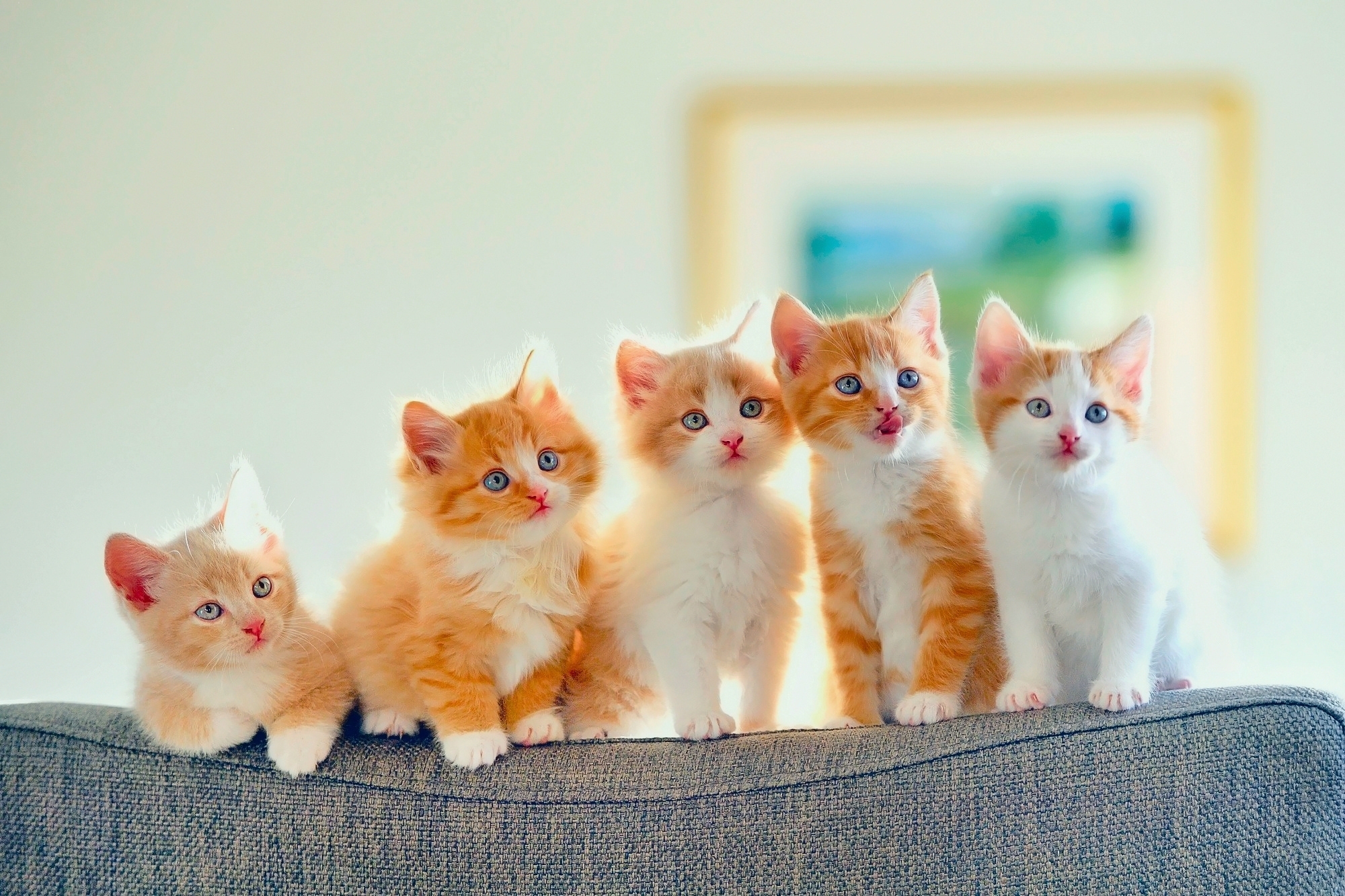 Detail Cute Kitten Wallpaper Nomer 33