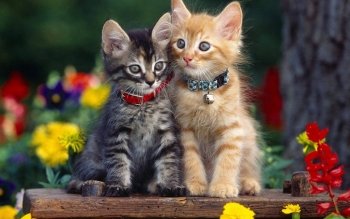 Detail Cute Kitten Wallpaper Nomer 36