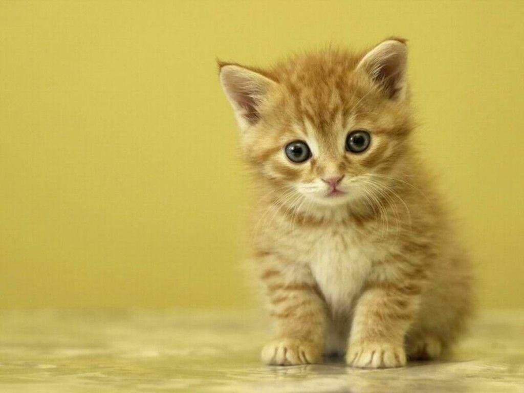 Detail Cute Kitten Wallpaper Nomer 5