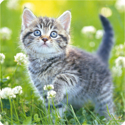 Detail Cute Kitten Wallpaper Nomer 39