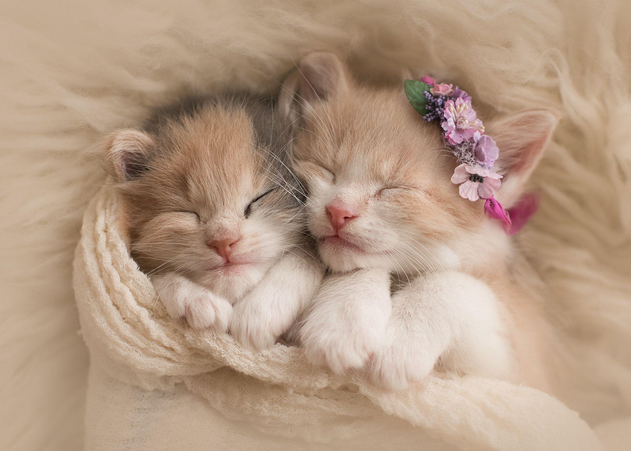 Detail Cute Kitten Wallpaper Nomer 6