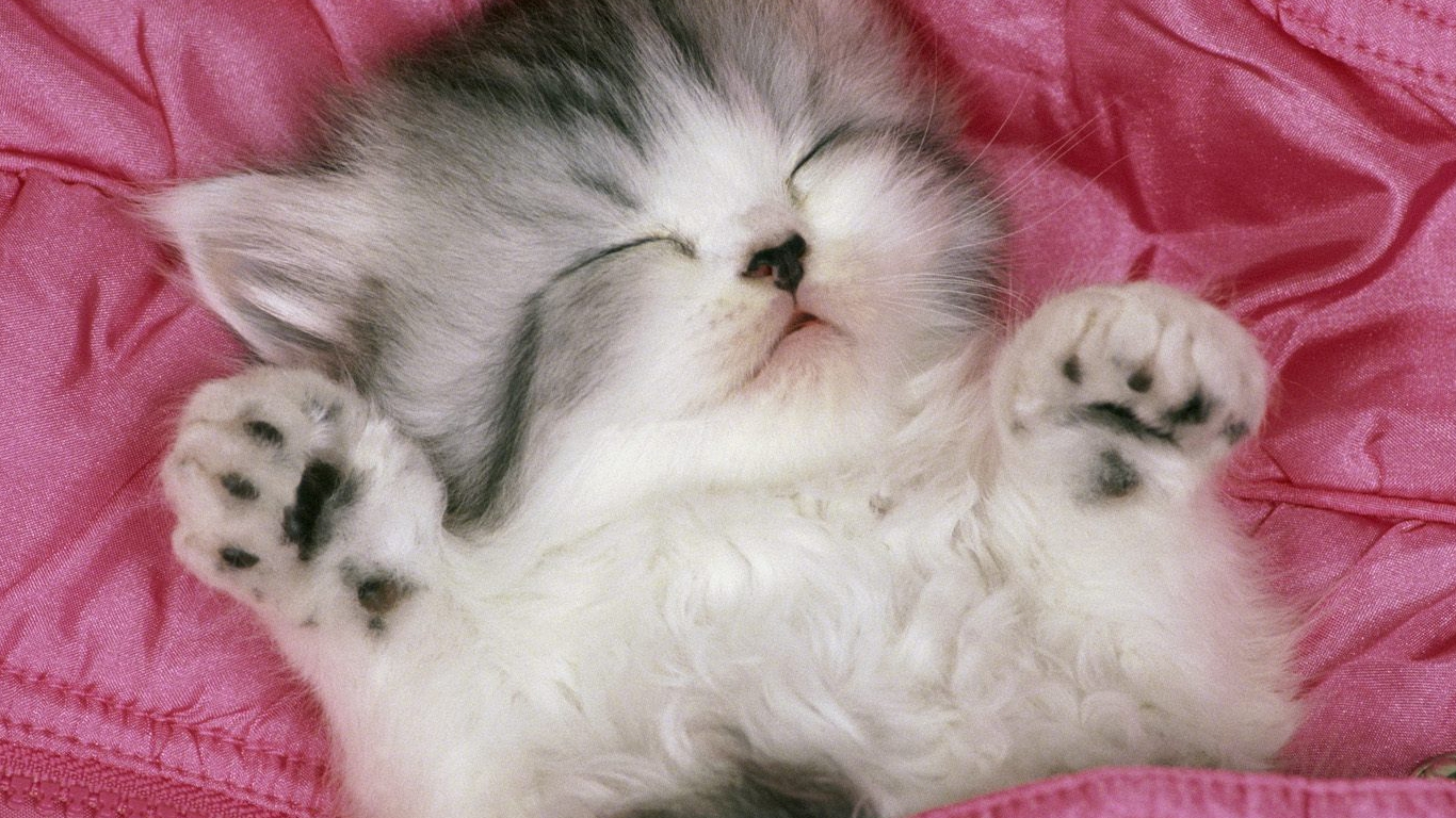 Detail Cute Kitten Wallpaper Nomer 51