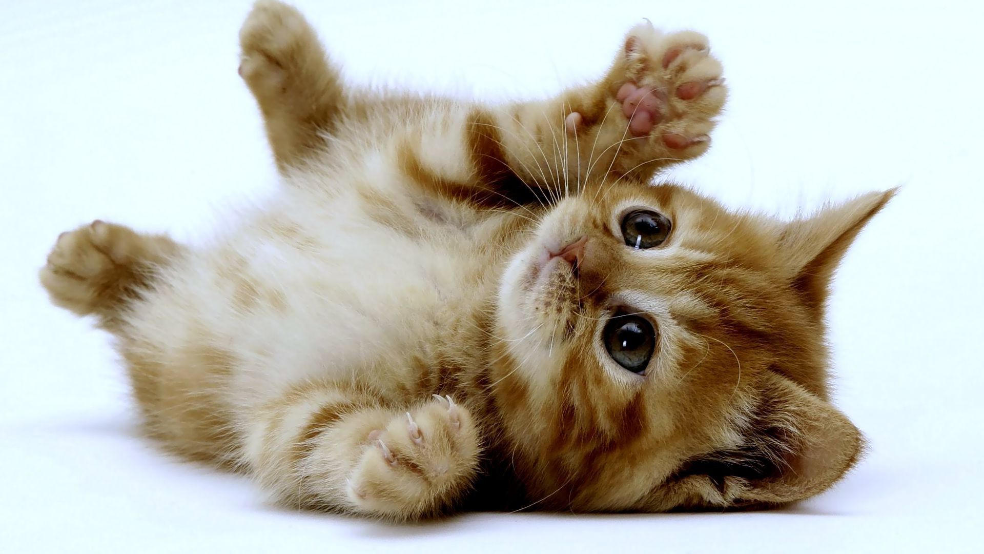 Detail Cute Kitten Wallpaper Nomer 7