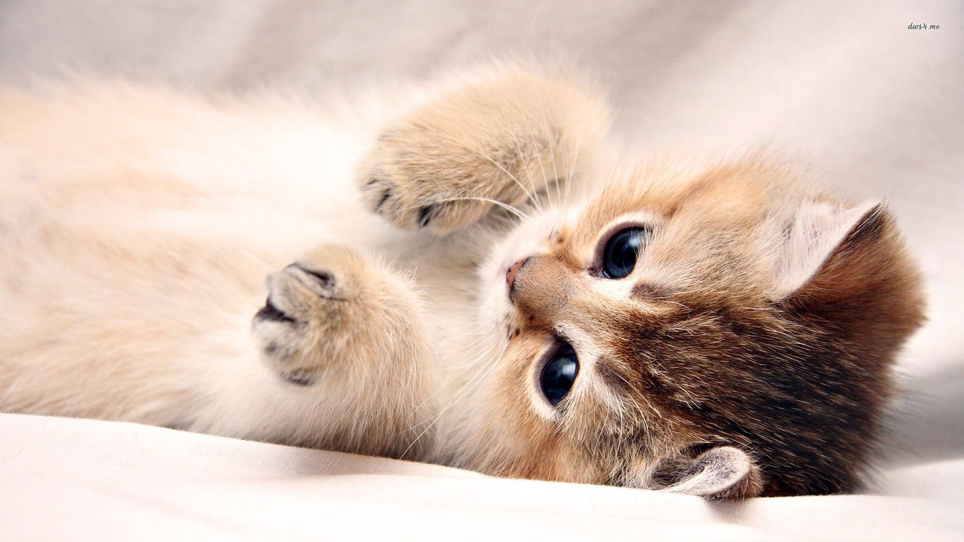 Detail Cute Kitten Wallpaper Nomer 8