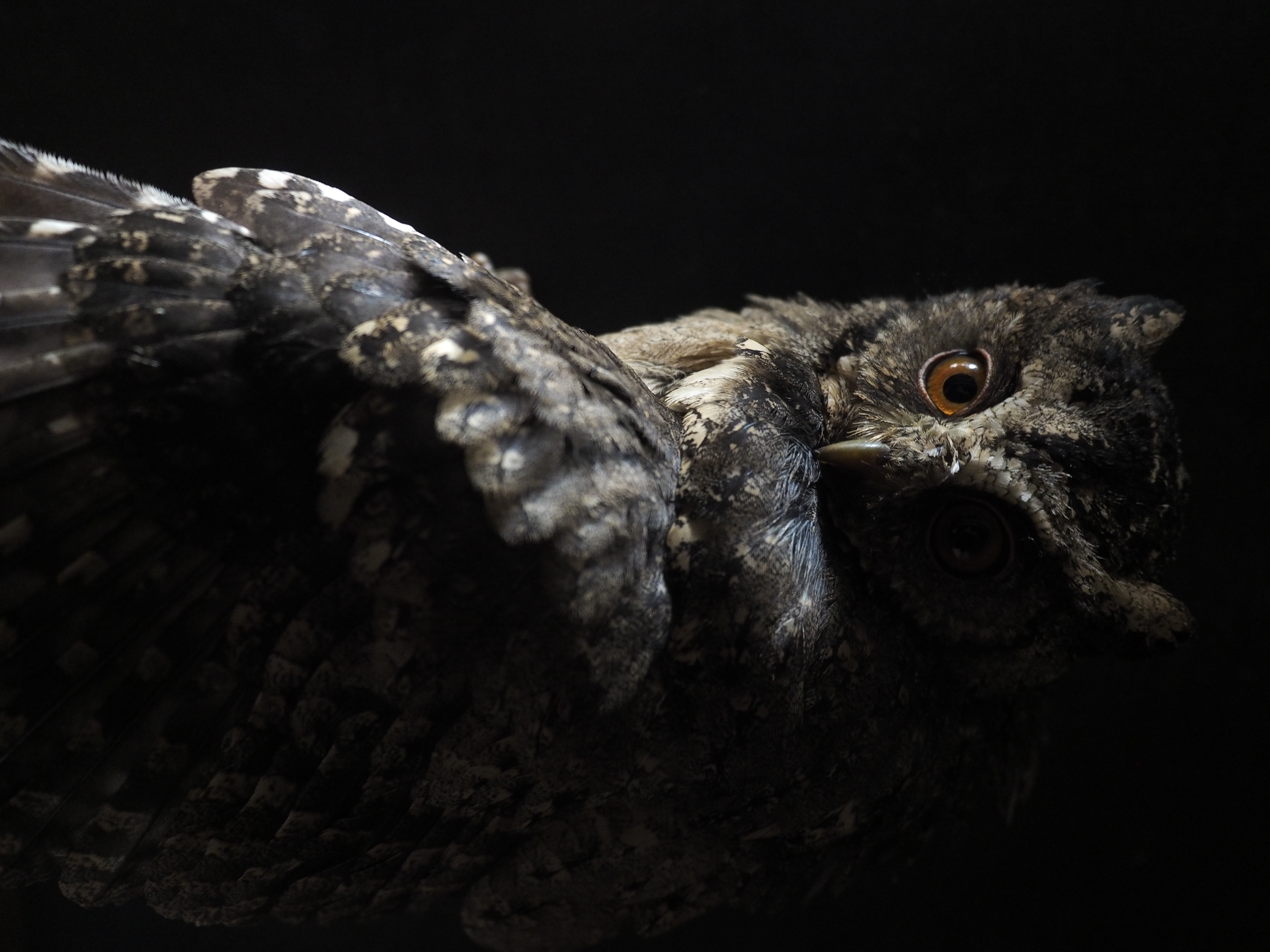 Detail Cute Owl Wallpaper Nomer 30