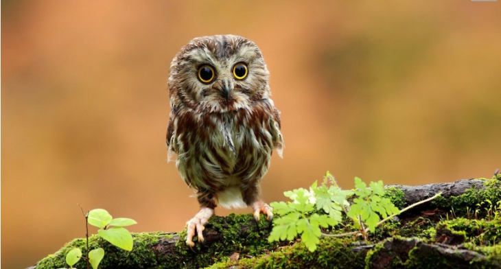 Download Cute Owl Wallpaper Nomer 49