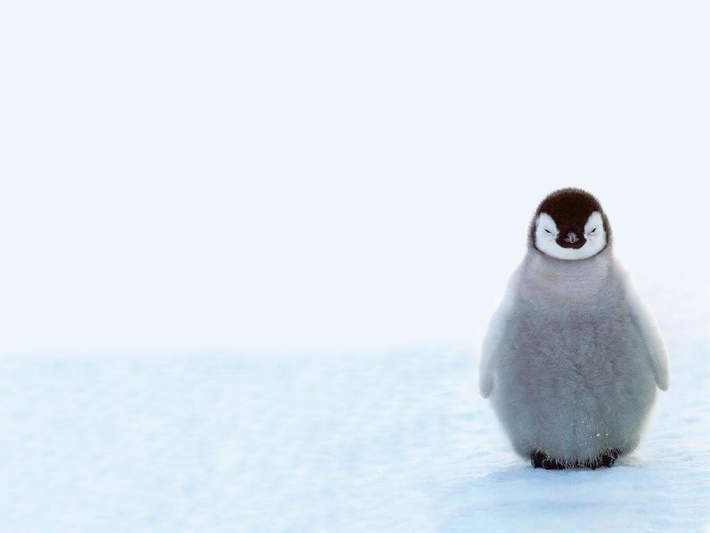 Detail Cute Penguin Wallpaper Nomer 6