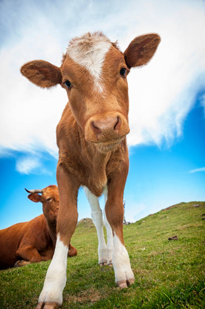 Cute Pics Of Cows - KibrisPDR