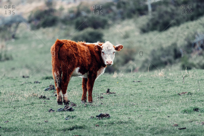 Detail Cute Pics Of Cows Nomer 41
