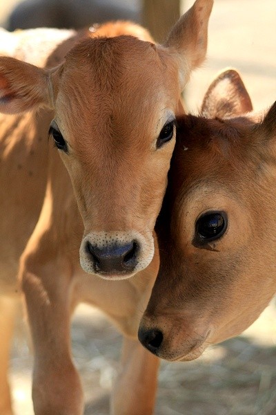 Detail Cute Pics Of Cows Nomer 44