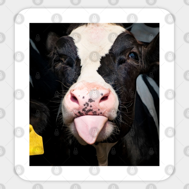 Detail Cute Pics Of Cows Nomer 45
