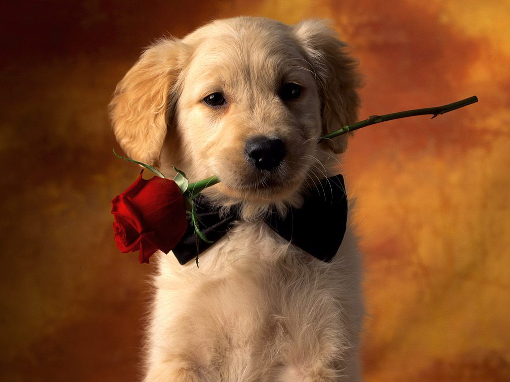 Detail Cute Puppy Wallpaper Nomer 20