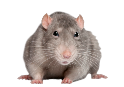 Cute Rat Png - KibrisPDR