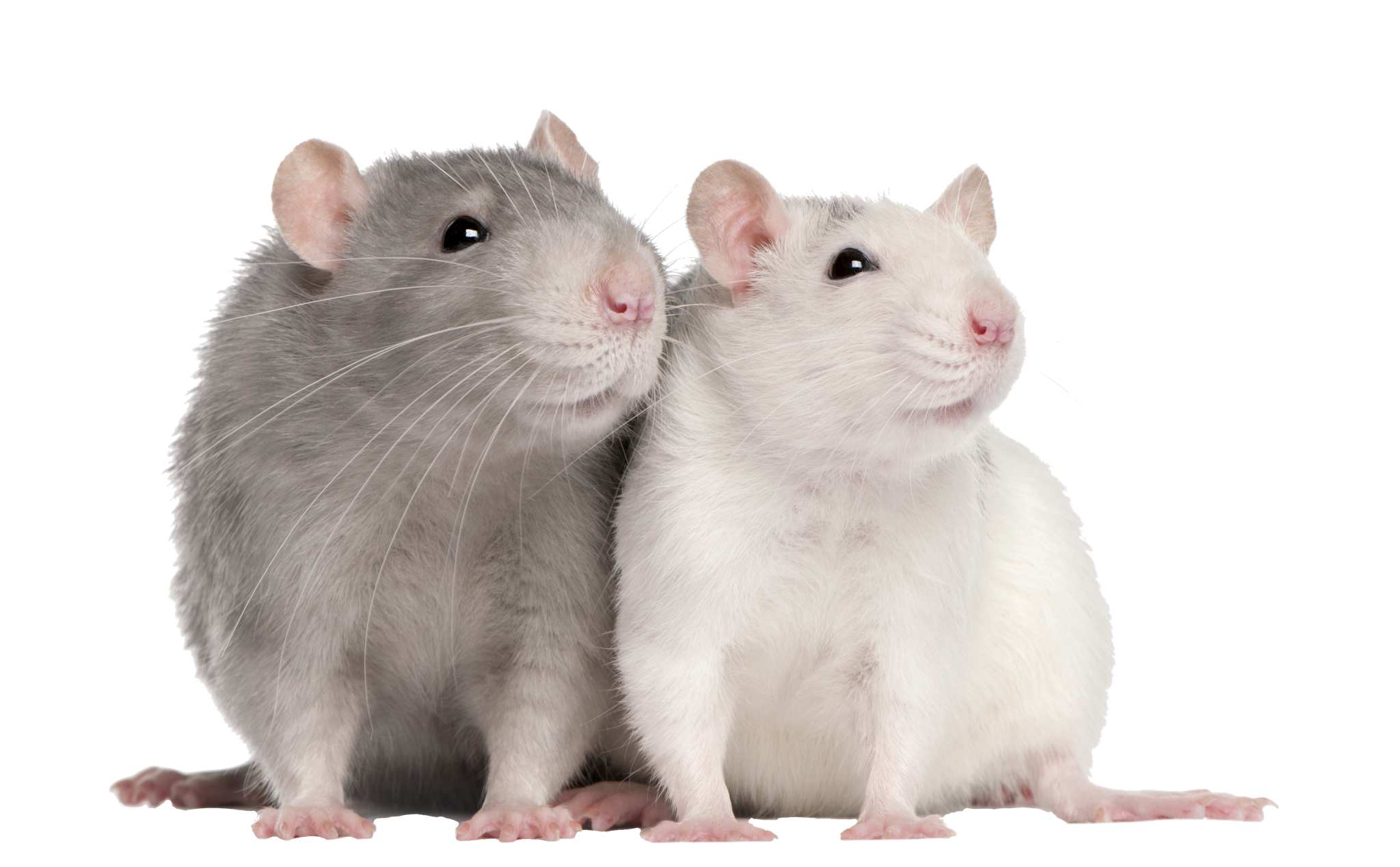 Detail Cute Rat Png Nomer 2