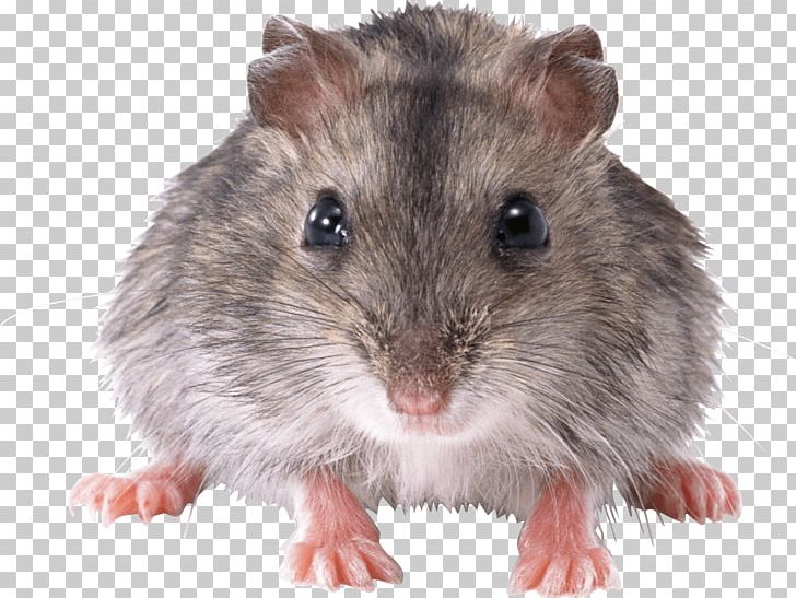 Detail Cute Rat Png Nomer 14