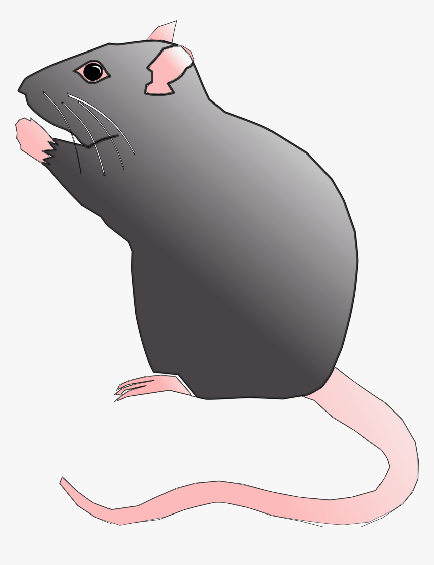 Detail Cute Rat Png Nomer 15