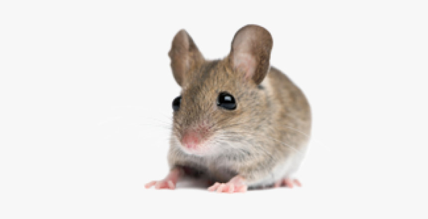 Detail Cute Rat Png Nomer 20