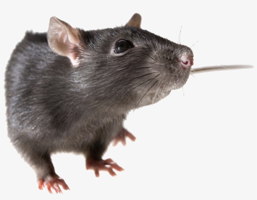 Detail Cute Rat Png Nomer 3