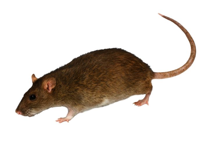 Detail Cute Rat Png Nomer 23