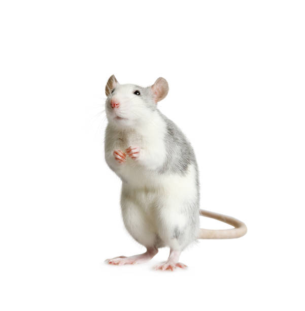 Detail Cute Rat Png Nomer 29