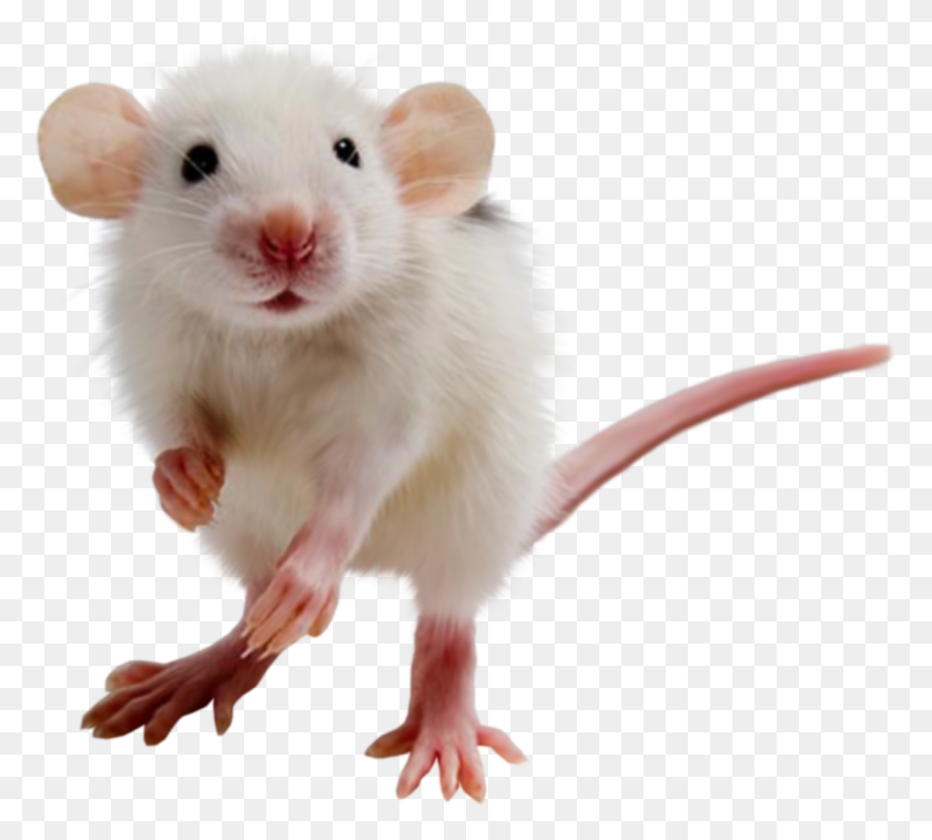 Detail Cute Rat Png Nomer 4