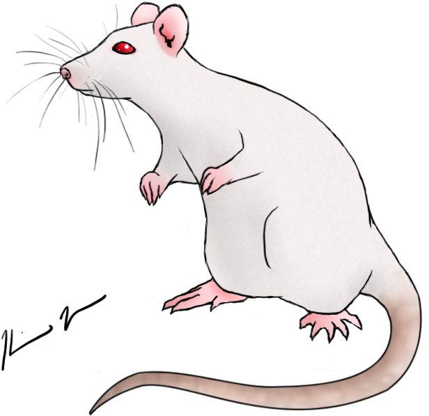 Detail Cute Rat Png Nomer 31