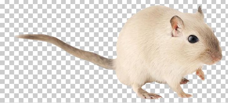 Detail Cute Rat Png Nomer 38