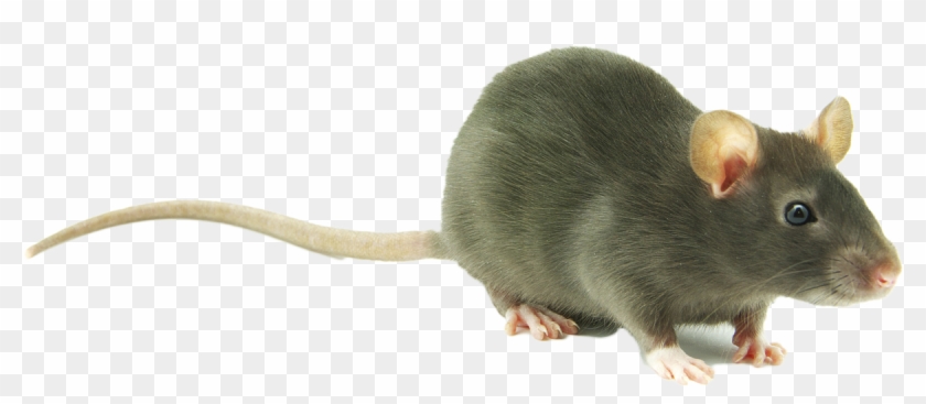 Detail Cute Rat Png Nomer 5