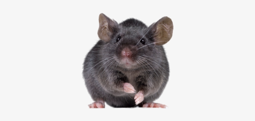 Detail Cute Rat Png Nomer 48