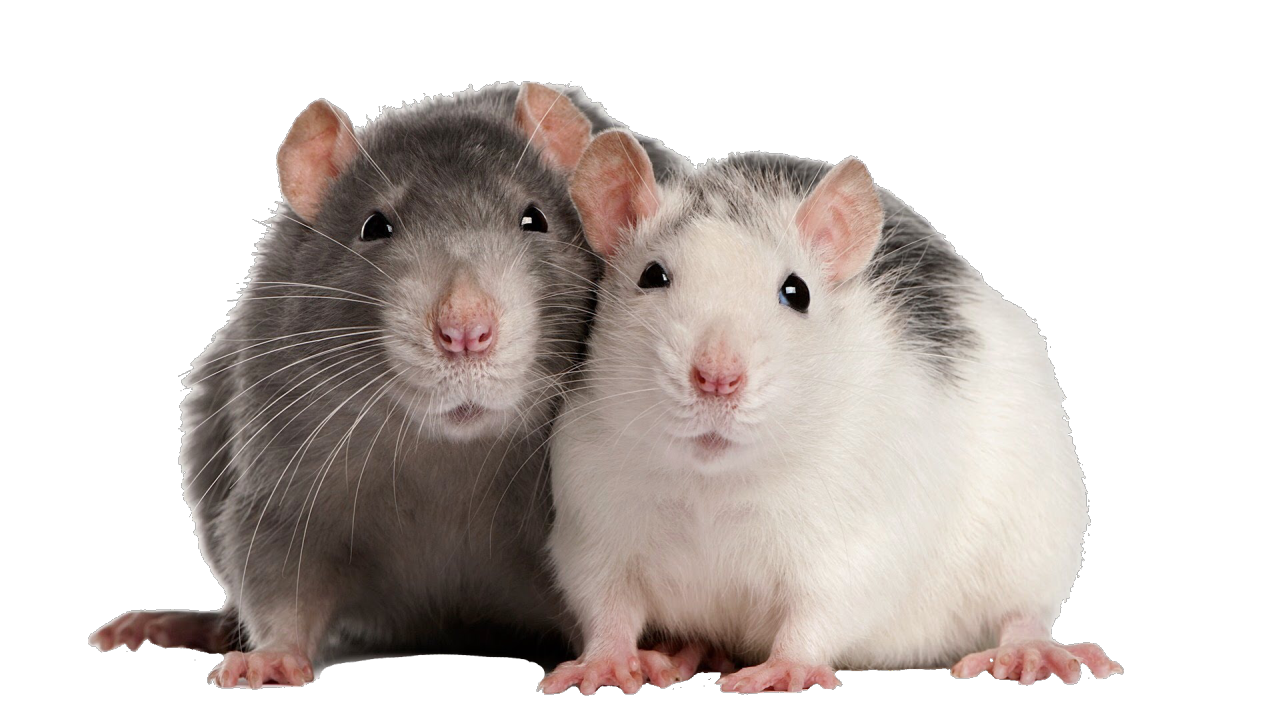 Detail Cute Rat Png Nomer 52