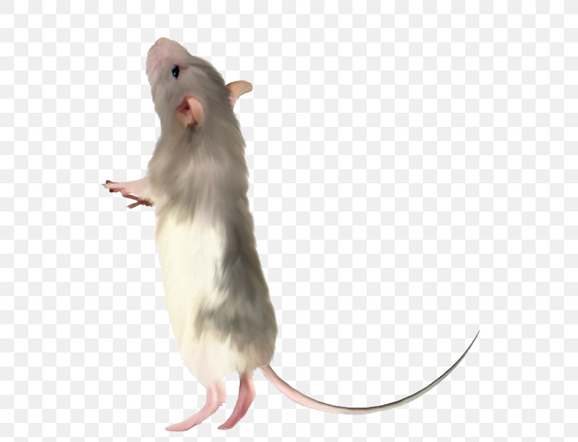 Detail Cute Rat Png Nomer 7