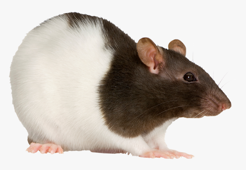 Detail Cute Rat Png Nomer 9