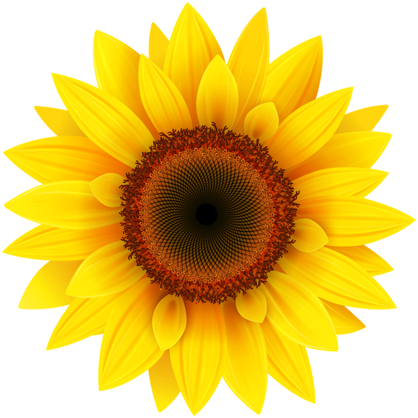 Detail Cute Sunflower Png Nomer 21