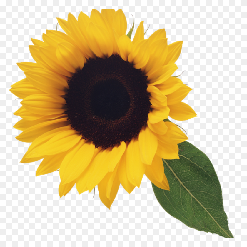 Detail Cute Sunflower Png Nomer 23