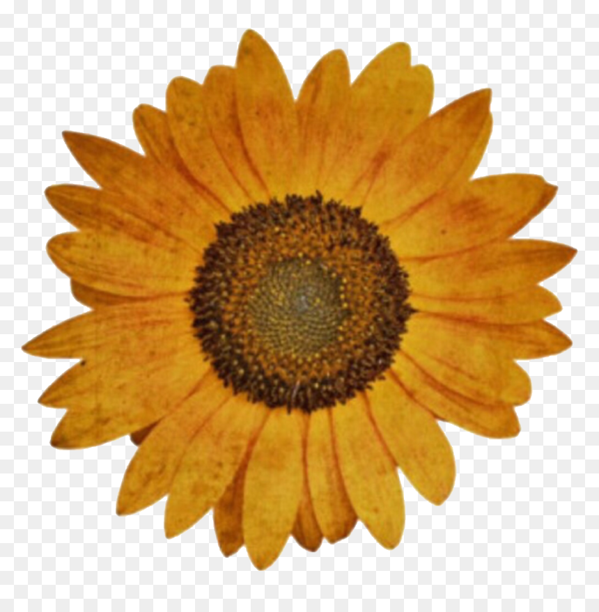 Detail Cute Sunflower Png Nomer 26