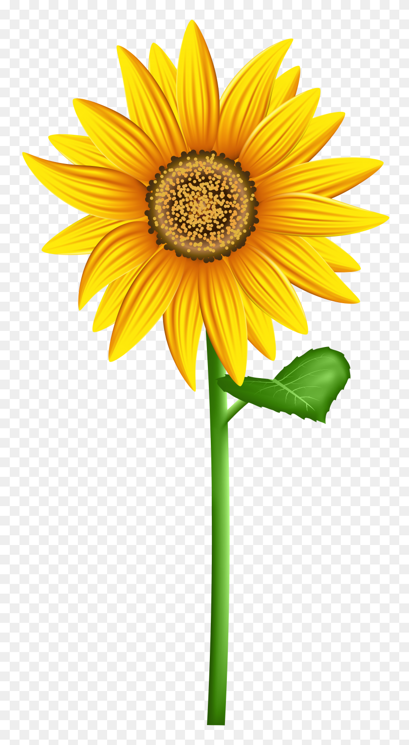 Detail Cute Sunflower Png Nomer 27