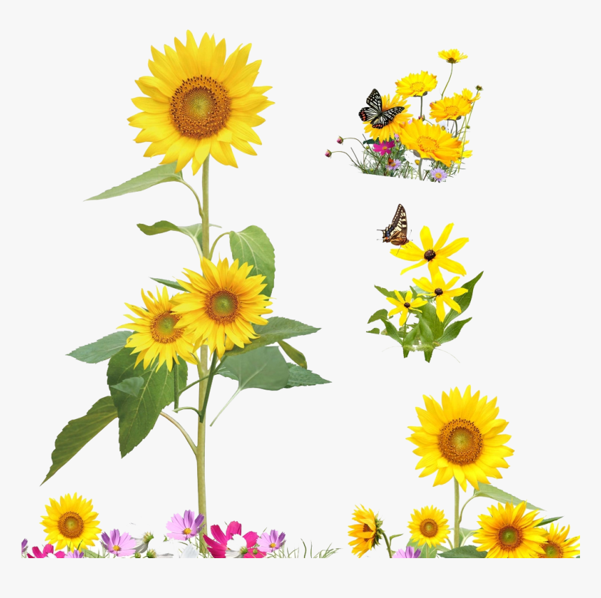 Detail Cute Sunflower Png Nomer 41