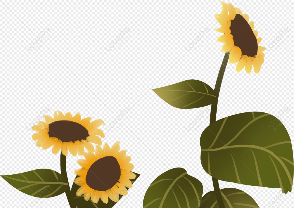 Detail Cute Sunflower Png Nomer 45