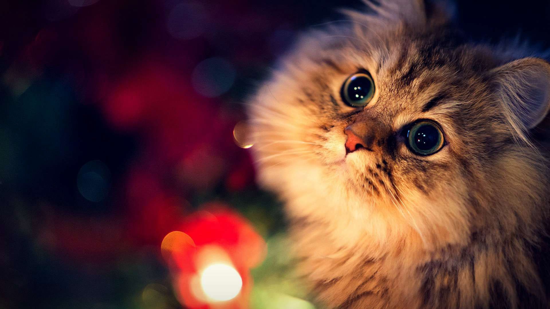 Detail Cute Wallpaper For Laptop Hd Quality Nomer 24