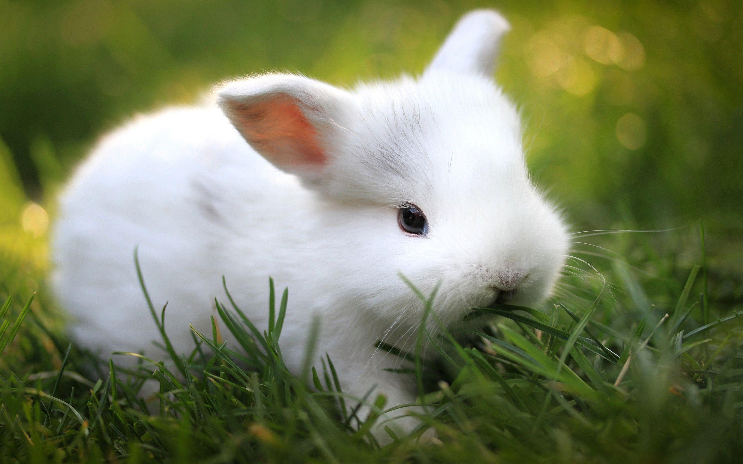 Detail Cute Wallpapers Bunny Nomer 20