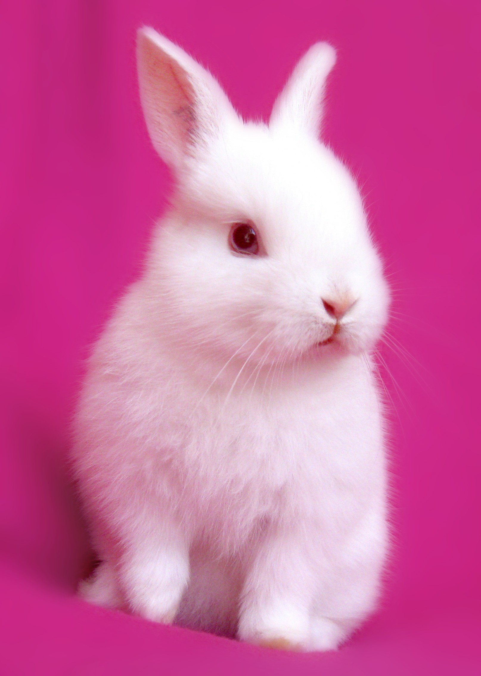 Detail Cute Wallpapers Bunny Nomer 23