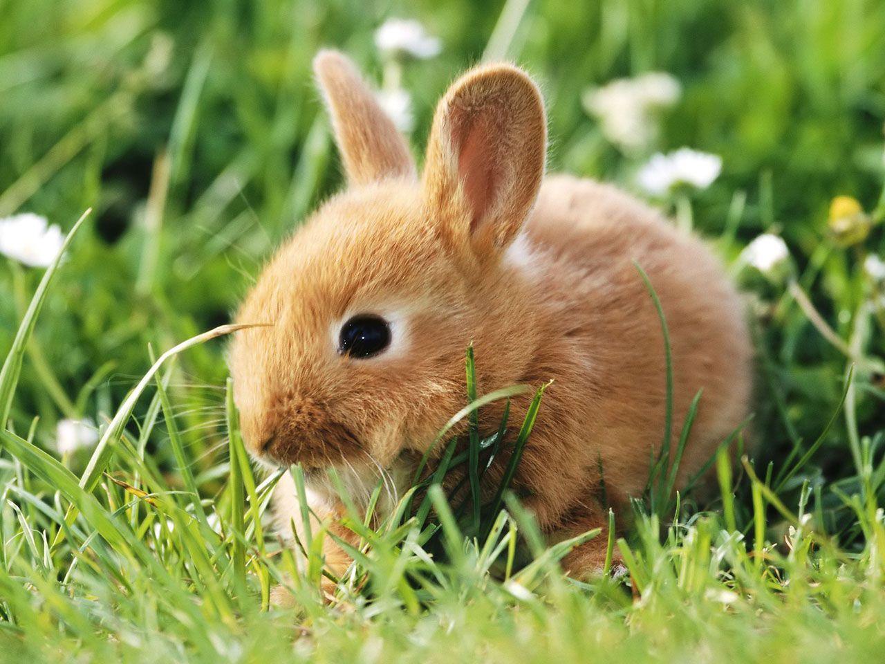 Detail Cute Wallpapers Bunny Nomer 28