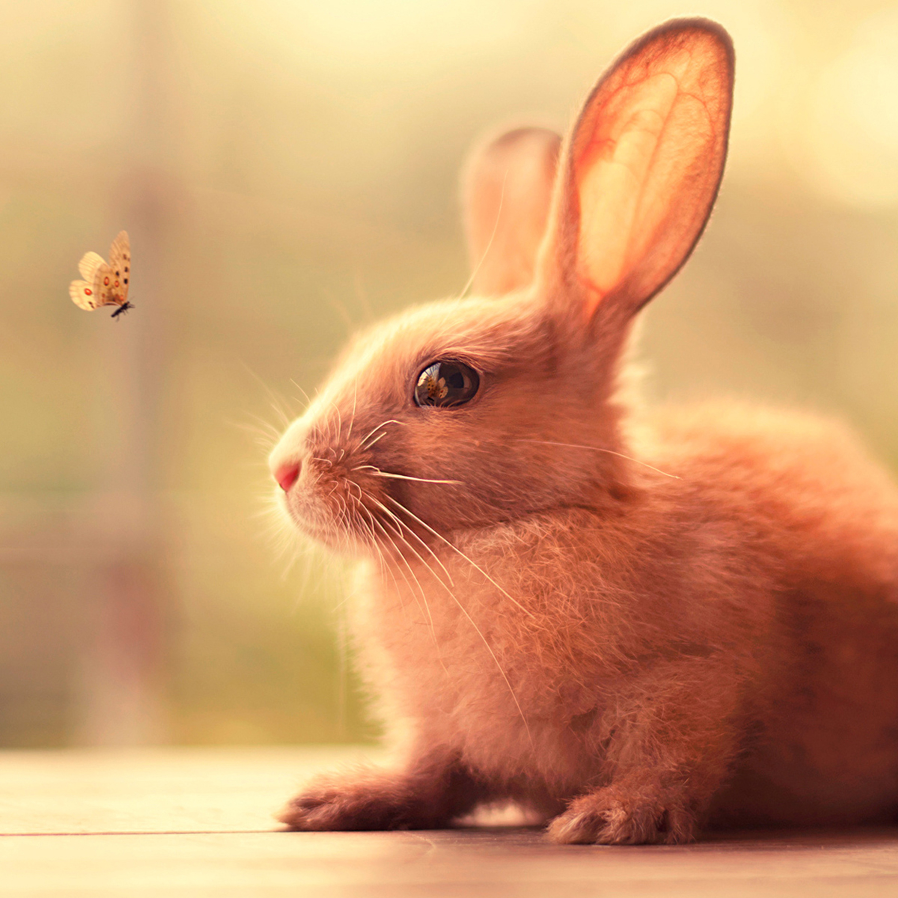 Detail Cute Wallpapers Bunny Nomer 31