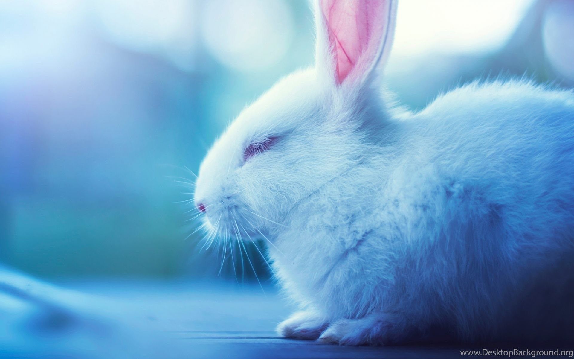 Detail Cute Wallpapers Bunny Nomer 34