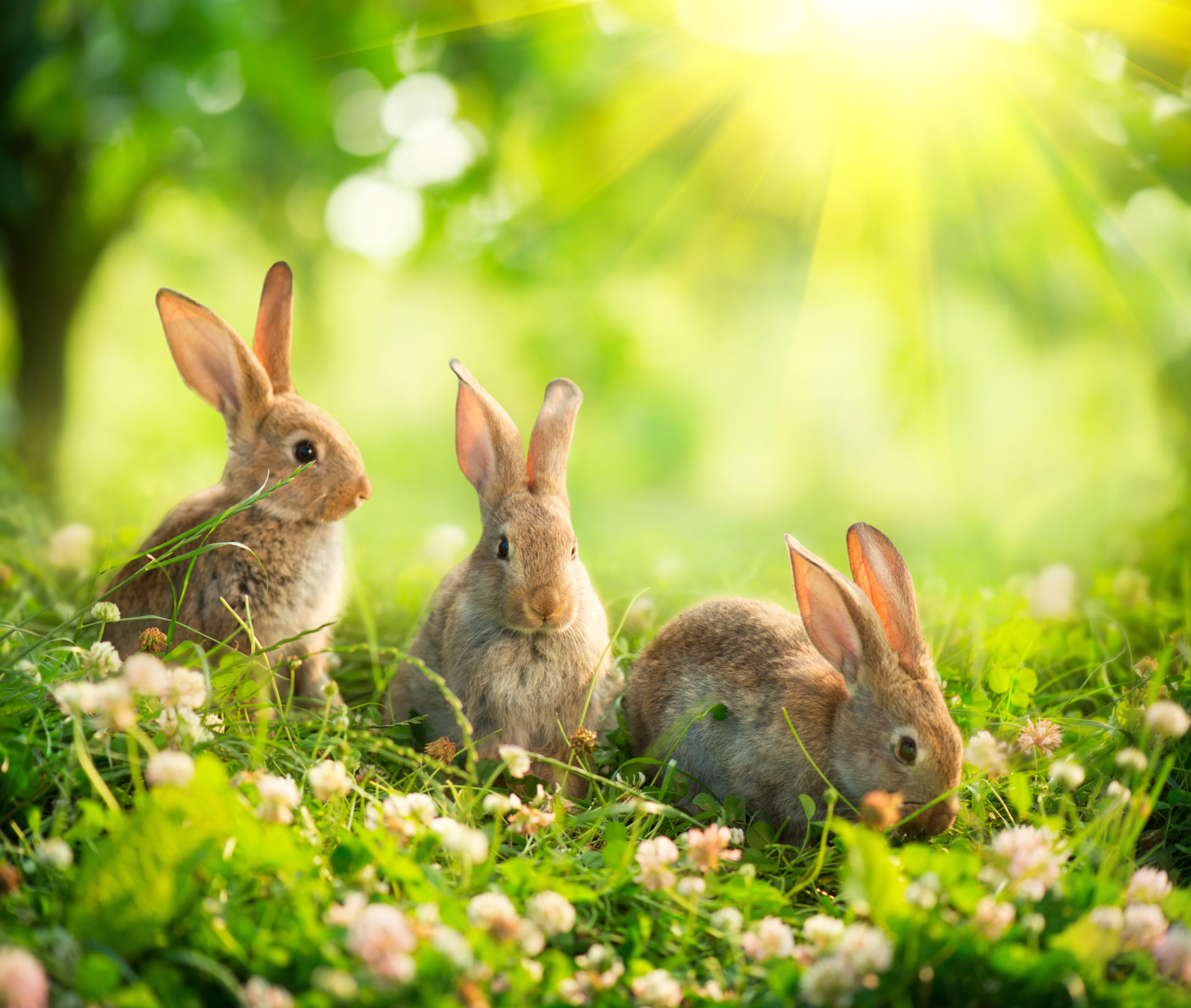 Detail Cute Wallpapers Bunny Nomer 42